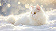 Beautiful white fluffy turkish angora cat