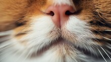 Close-up Of A Cat's Nose. The Texture Of The Animal's Respiratory Organ. Sensitivity.