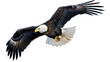 © khajar - A Bald Eagle flying isolated on transparent background