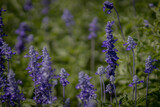 Fototapeta Lawenda - Lavender Flowers