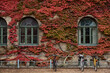 Red ivy in autumn climbing on an old college building facade surrounding arched windows. Bicycles parked by a old campus exterior covered by red ivy plant in the Swedish autumn. Scandinavian lifestyle