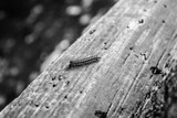 Fototapeta  - caterpillar on wood 