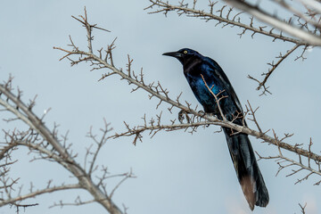 Wall Mural - Male Great-tailed Grackle perched in a bare tree.