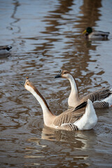 Wall Mural - A pair of Chinese Geese swimming in Sikes Lake in Texas