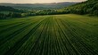 Green field, agricultural landscape
