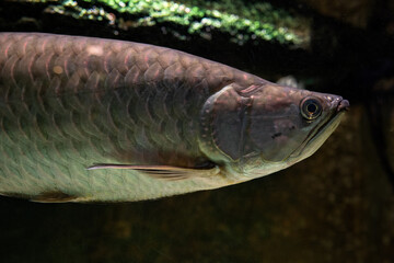 Poster - Northern Barramundi fish adult under the surface.