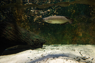 Canvas Print - Northern Barramundi fish adult under the surface.