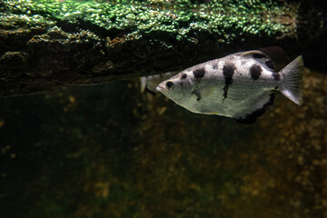 Canvas Print - Five-spine stickleback fish under the surface.