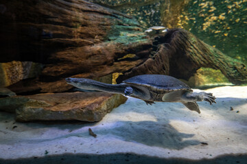 Wall Mural - Long-necked turtle under the surface.