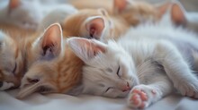 A Family Of Kittens Lie And Sleep Curled Up Cute White Kitten With Blue Eyes Looks Carefully : Generative AI