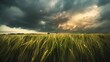 Natural rural summer panoramic landscape Wheat field against stormy sky with dark clouds Nature before thunderstorm : Generative AI