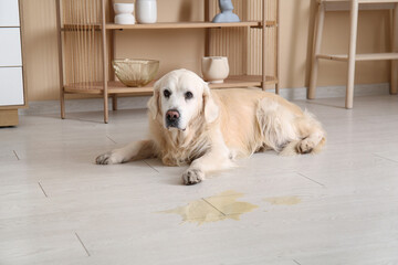 Wall Mural - Labrador dog with wet spot on floor at home