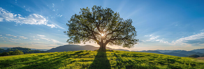 Wall Mural - Solitary Oak Tree Dominating a Vibrant Summer Landscape
