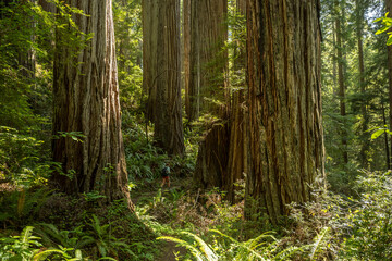 Wall Mural - Hiker Passes Through Grove Of Redwood Trees In Forest