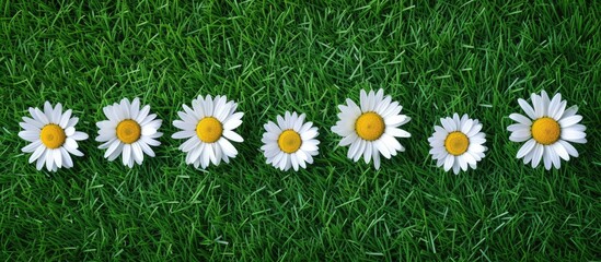 A row of daisies stands tall on a vibrant green field, symbolizing the beauty of a garden in full bloom. The white petals contrast against the rich green backdrop, creating a picturesque scene of