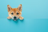 Fototapeta Londyn - Portrait of Shiba Inu puppy dog peeking out from behind a blue pastel banner.