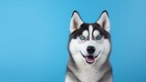 Fototapeta Psy - Siberian husky dog face portrait, blue studio background