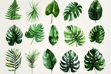 Artistic Rendition Of Various Tropical Leaves In Shades Of Green With A Watercolor Effect On A Plain Background.