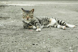 Fototapeta Koty - a cute gray striped cat is lying on the asphalt road