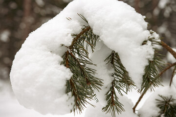 Wall Mural - snow covered branches