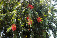 Melaleuca Viminalis, Commonly Known As Weeping Bottlebrush Or Creek Bottlebrush, Is A Plant In The Myrtle Family Myrtaceae