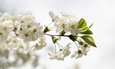 Wall Mural - beautiful spring blossom flower on branch. photo of spring blossom flower of tree.