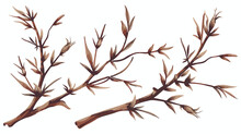 Vintage Branch Thorns Leaves Decoration Rustic Ve