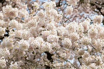 Wall Mural - sakura tender flower on branch of tree, selective focus. springtime nature