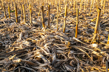 Wall Mural - Champ de maïs après récolte ensilage. Tiges de mais et feuilles restant sur le sol avant broyage et enfouissement