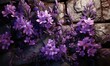 a carpet of purple lavender flowers in a rustic setting -