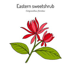 Wall Mural - Eastern sweetshrub, or spice bush (Calycanthus floridus), edible and medicinal plant