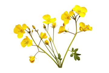 Wall Mural - Beautiful Yellow Wildflowers isolated on white