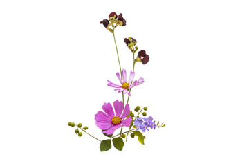 Wall Mural - purple, pink flower cosmos local flora arrangement flat lay postcard style 