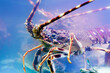 atlantic canadian maine lobster close up in blue water