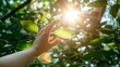 hand reaches out to the warmth of the sun, piercing through the lush canopy of green leaves, capturing a moment of hope and connection with nature.