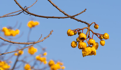 Wall Mural - Yellow Silk Cotton flower, Scientific name is Cochlospermum religiosum Alston. silk-cotton tree, buttercup tree. yellow silk cotton or torchwood flower in Thailand