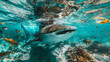 Whale shark (Rhincodon typus) feeding.