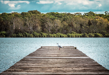 Wall Mural - The view of a lone seagull standing on the wooden pier in the Lake Macquarie