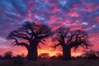 Baobab trees silhouetted against a vivid sunset