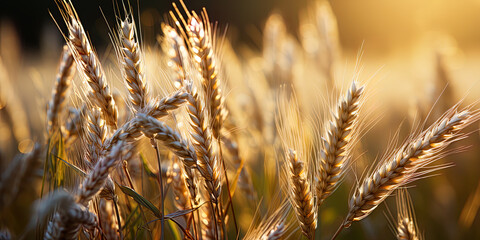 Sticker - The wheat field, where each spikelet is like a drop of dew, shiny under the morning sun, bring