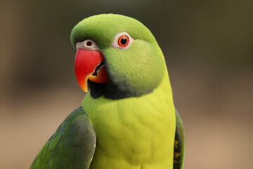 Close up of a green parrot - Generative AI	