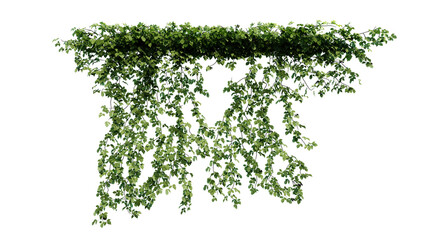 Wall Mural - Plant and flower vine green ivy leaves tropic hanging, climbing isolated on transparent background.