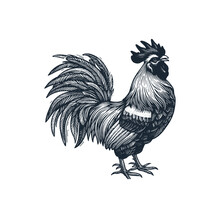 The Rooster Black White Vector Illustration.