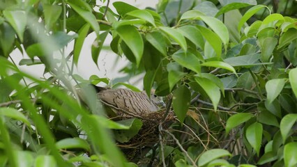 Wall Mural - Close-up Zebra Dove was incubating eggs in the nest. A Zebra Dove was in the nest.