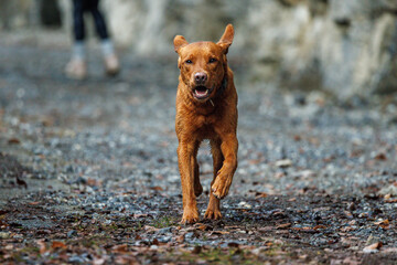 Wall Mural - brown labrador retriever running outdoors