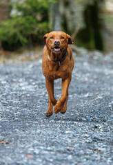 Wall Mural - brown labrador retriever running outdoors