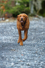 Wall Mural - brown labrador retriever running outdoors