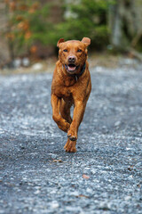 Wall Mural - brown labrador retriever running outdoors