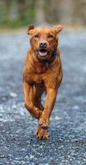 Wall Mural - brown labrador retriever running outdoors