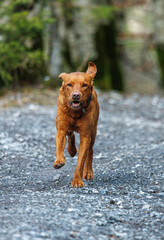 Wall Mural - brown labrador retriever running outdoors